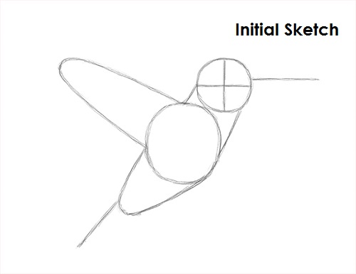 Hummingbird Drawing Sketch Draw Hummingbird Sketch