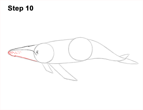 Draw Humpback Whale 10 How to Draw Humpback Whale Side 10