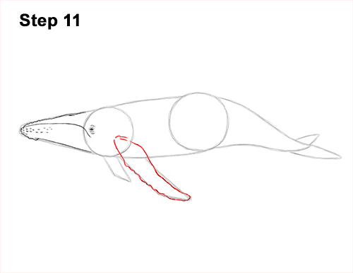 Draw Humpback Whale 11 How to Draw Humpback Whale Side 11
