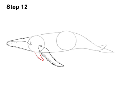 Draw Humpback Whale 12 How to Draw Humpback Whale Side 12