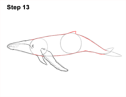 Draw Humpback Whale 13 How to Draw Humpback Whale Side 13