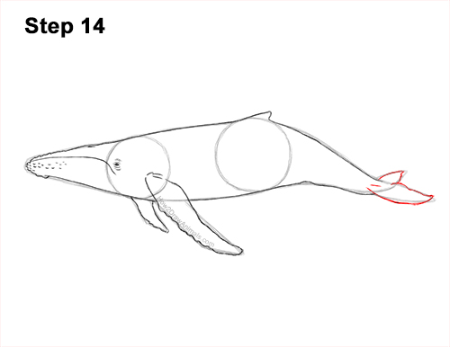 Draw Humpback Whale 14 How to Draw Humpback Whale Side 14