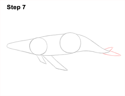 How to Draw Humpback Whale Side 7