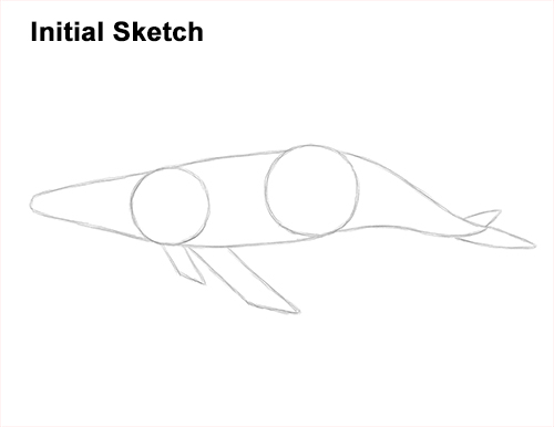 How to Draw Humpback Whale Side Guides Lines