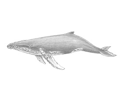 How to Draw a Humpback Whale