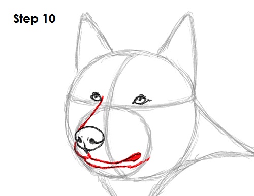 Husky Drawing 10 Draw Husky 10