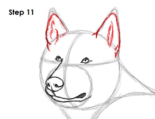 Husky Drawing 11 Draw Husky 11