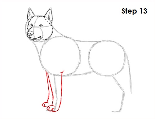 Husky Drawing 13 Draw Husky 13