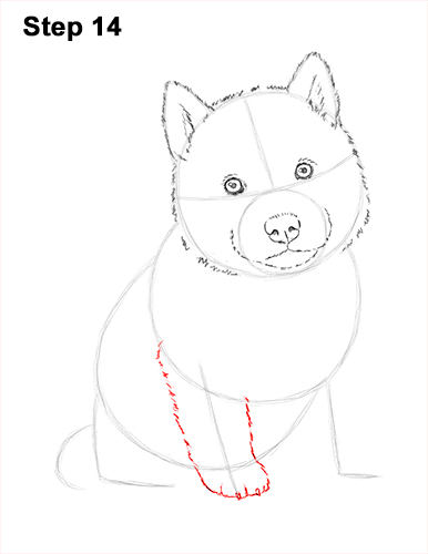 Draw Husky Puppy Dog 14