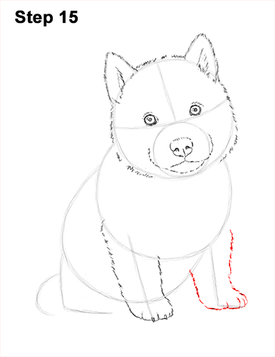Husky Puppy Drawing 15 Draw Husky Puppy Dog 15