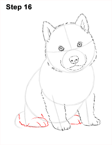 Husky Puppy Drawing 16 Draw Husky Puppy Dog 16