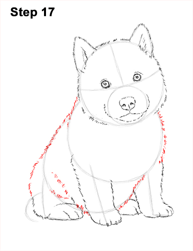 Husky Puppy Drawing 17 Draw Husky Puppy Dog 17