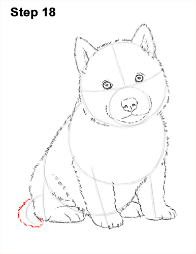 Husky Puppy Drawing 18 Draw Husky Puppy Dog 18