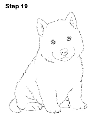 Husky Puppy Drawing 19 Draw Husky Puppy Dog 19