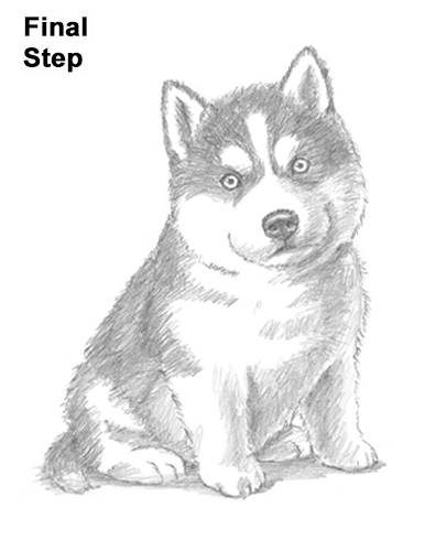 Husky Puppy Drawing Draw Husky Puppy Dog