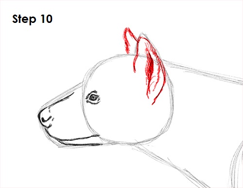 Hyena Drawing 10 Draw Hyena 10