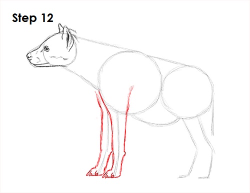 Hyena Drawing 12 Draw Hyena 12