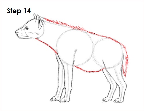 Hyena Drawing 14 Draw Hyena 14