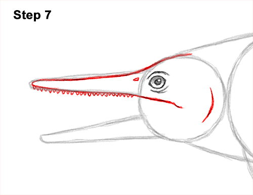 How to Draw an Ichthyosaurus Dinosaur Side View 7