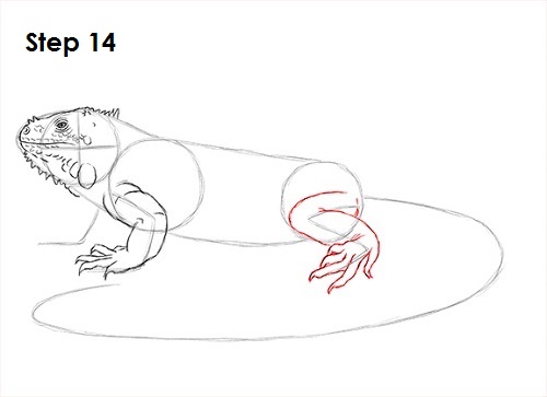 Draw Iguana 14