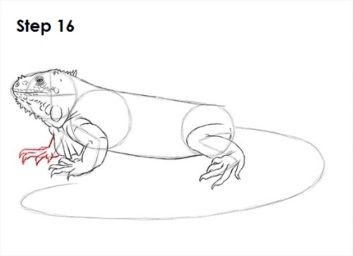 Draw Iguana 16
