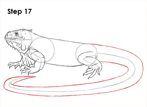 Draw Iguana 17