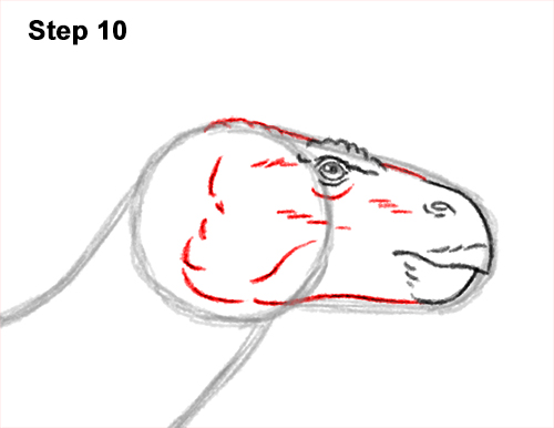 Draw an Iguanodon Dinosaur 10 How to Draw an Iguanodon Dinosaur Side 10