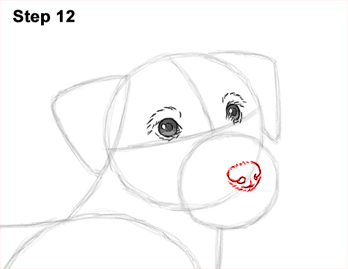 How to Draw a Cute Jack Russell Terrier Puppy Dog 12