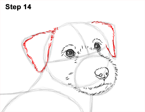 How to Draw a Cute Jack Russell Terrier Puppy Dog 14