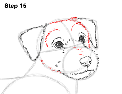 How to Draw a Cute Jack Russell Terrier Puppy Dog 15