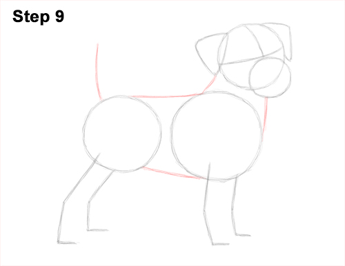 Draw a Jack Russell Terrier Dog 9 How to Draw a Cute Jack Russell Terrier Puppy Dog 9