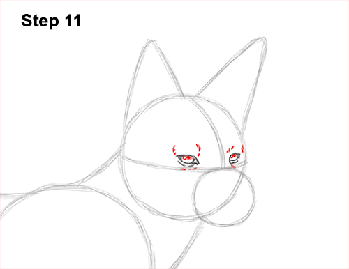 How to Draw a Black Backed Jackal Side 11