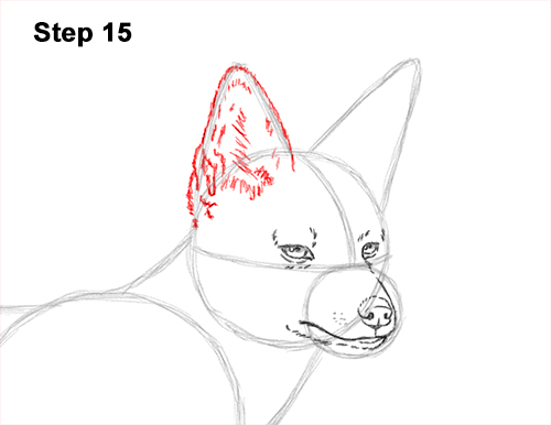 Draw a Black-Backed Jackal 15 How to Draw a Black Backed Jackal Side 15