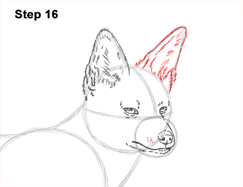 Draw a Black-Backed Jackal 16 How to Draw a Black Backed Jackal Side 16