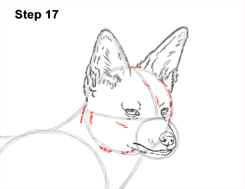 Draw a Black-Backed Jackal 17 How to Draw a Black Backed Jackal Side 17