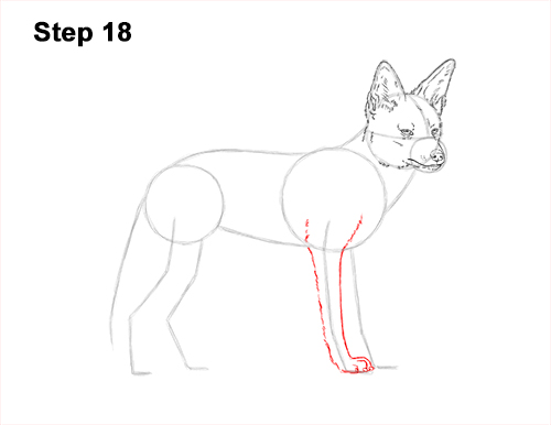 Draw a Black-Backed Jackal 18 How to Draw a Black Backed Jackal Side 18