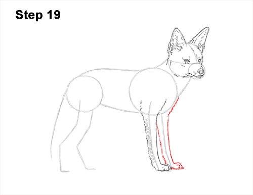 Draw a Black-Backed Jackal 19 How to Draw a Black Backed Jackal Side 19