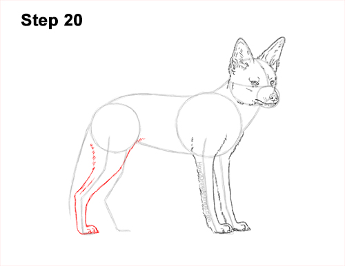 Draw a Black-Backed Jackal 20 How to Draw a Black Backed Jackal Side 20