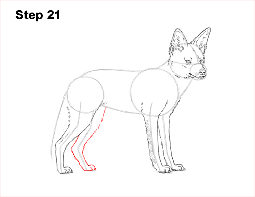 Draw a Black-Backed Jackal 21 How to Draw a Black Backed Jackal Side 21