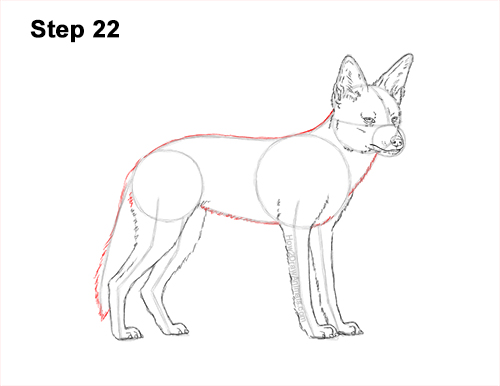 Draw a Black-Backed Jackal 22 How to Draw a Black Backed Jackal Side 22