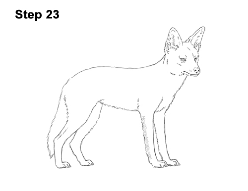 Draw a Black-Backed Jackal 23 How to Draw a Black Backed Jackal Side 23