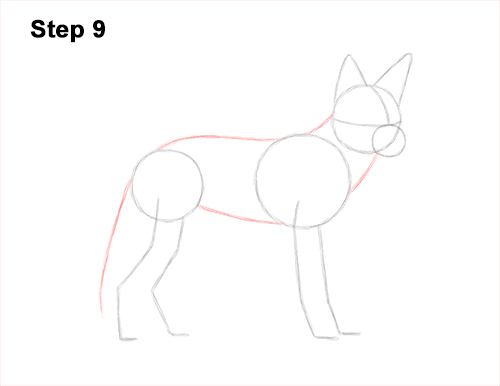 How to Draw a Black Backed Jackal Side 9