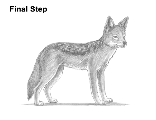 Draw a Black-Backed Jackal How to Draw a Black Backed Jackal Side