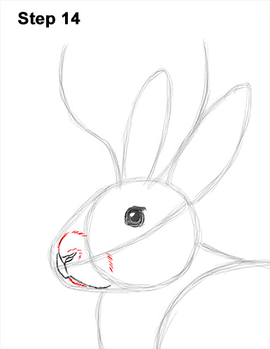 Draw a Jackalope 14 How to Draw a Jackalope Rabbit Antlers 14