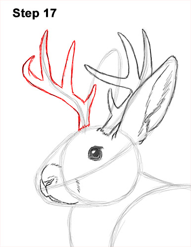 How to Draw a Jackalope Rabbit Antlers 17