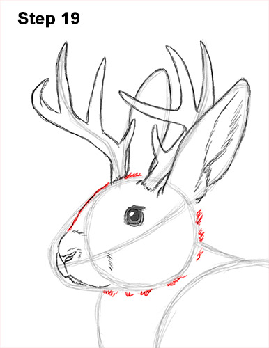 How to Draw a Jackalope Rabbit Antlers 19