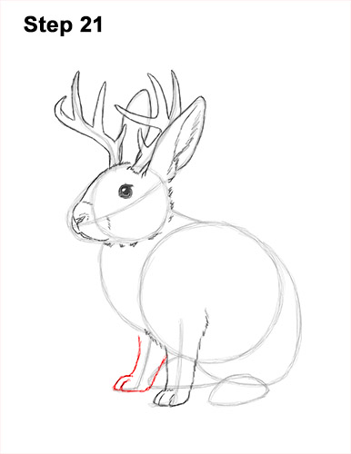 How to Draw a Jackalope Rabbit Antlers 21