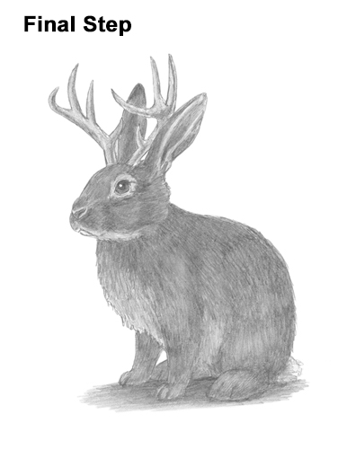 How to Draw a Jackalope Rabbit Antlers