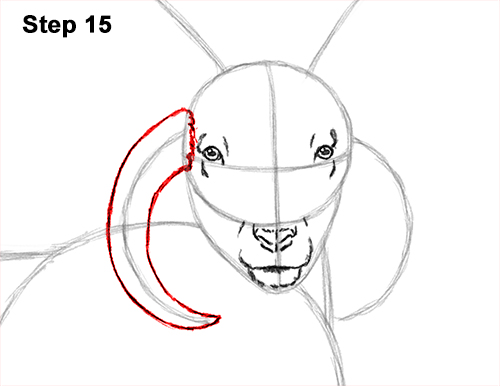 How to Draw Jacob Sheep Four Horns Ram 15