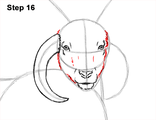 How to Draw Jacob Sheep Four Horns Ram 16